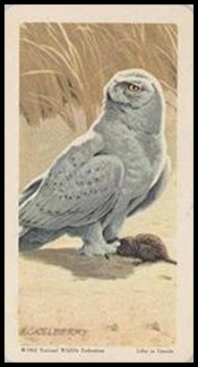 46 Snowy Owl